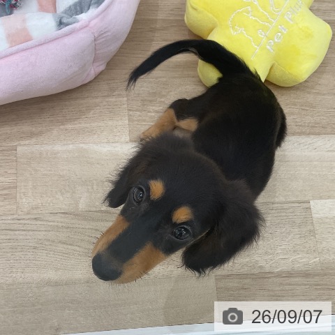 ミニチュア・ダックスフンドの写真