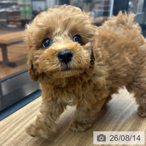 東京都のトイプードル(トイ) (ペッツワン 青梅インター店/2026年6月12日生まれ/男の子/アプリコット)の子犬の3枚目の画像