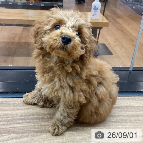 東京都のトイプードル(トイ) (ペッツワン 青梅インター店/2026年6月12日生まれ/男の子/アプリコット)の子犬の4枚目の画像