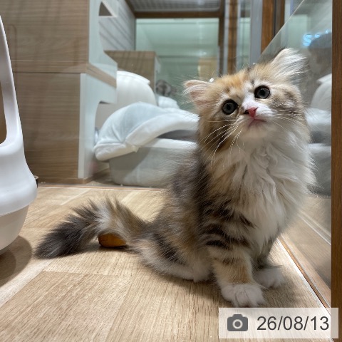 サイベリアンの写真