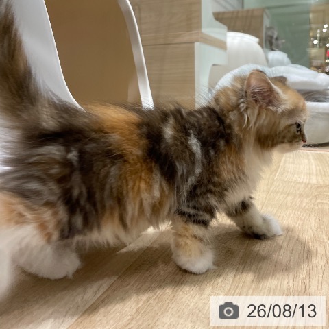 サイベリアンの写真