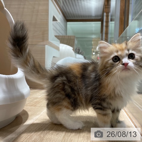 サイベリアンの写真