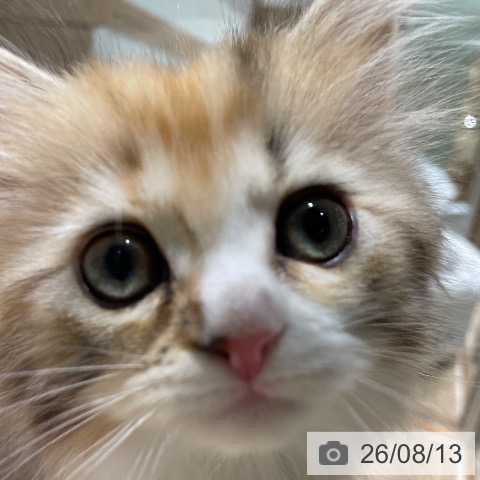 サイベリアンの写真