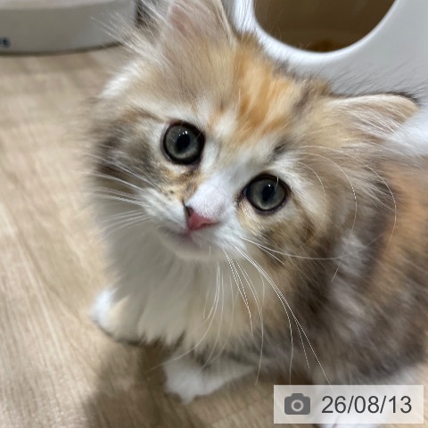 サイベリアンの写真