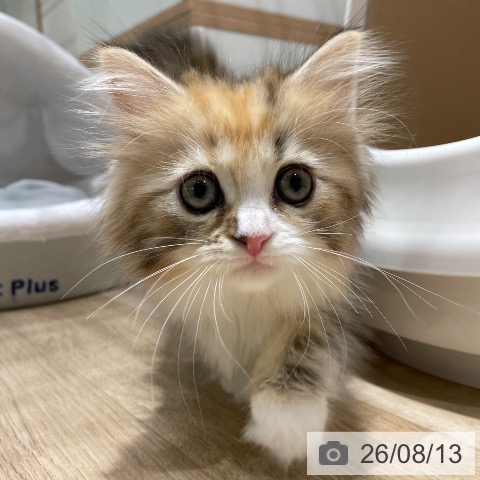 サイベリアンの写真