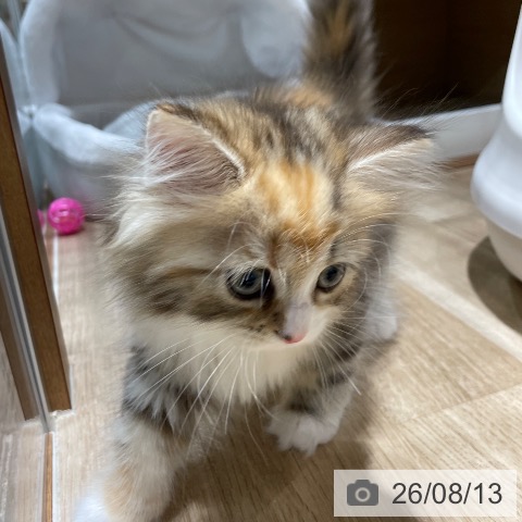 サイベリアンの写真