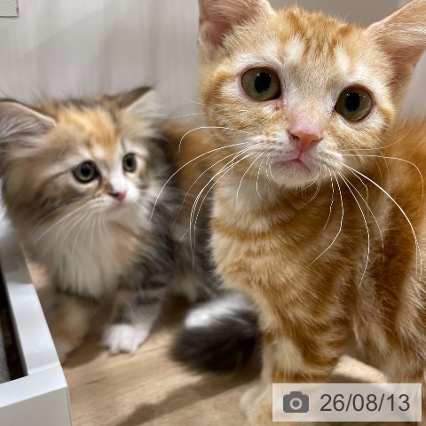 サイベリアンの写真