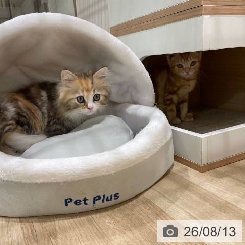サイベリアンの写真