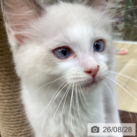 福島県のラグドール (ペットプラス 福島店/2026年6月12日生まれ/男の子/ブルーポイントバイカラー)の子猫の3枚目の画像