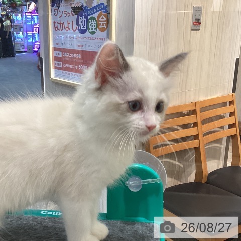 岡山県のラグドール (ペットプラス 岡山店/2026年6月12日生まれ/男の子/ブルーポイントバイカラー)の子猫の3枚目の画像