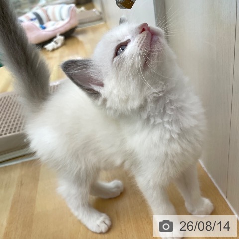 香川県のラグドール (ペットプラス 高松店/2026年6月12日生まれ/男の子/ブルーポイントバイカラー)の子猫の3枚目の画像