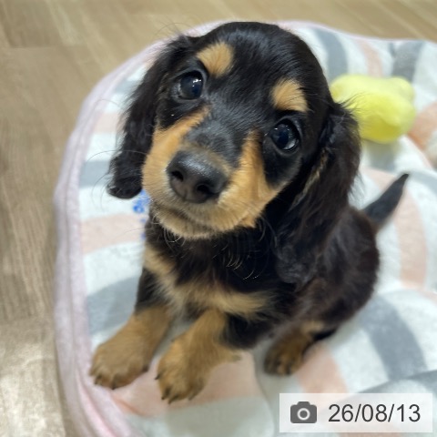長野県のミニチュアダックスフンド(ロング) (ペットプラス 須坂店/2026年6月5日生まれ/女の子/ブラックタン)の子犬の4枚目の画像