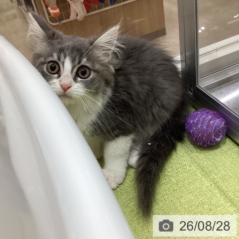 埼玉県のマンチカン (ペットプラス 羽生店/2026年5月31日生まれ/男の子/ブルーホワイト)の子猫の3枚目の画像
