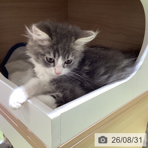埼玉県のマンチカン (ペットプラス 羽生店/2026年5月31日生まれ/男の子/ブルーホワイト)の子猫の3枚目の画像