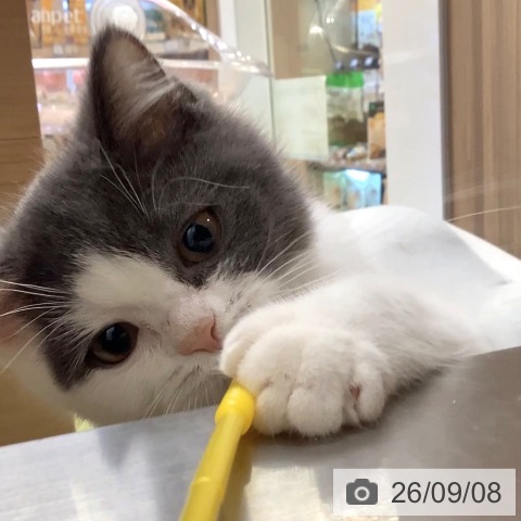 マンチカンの写真