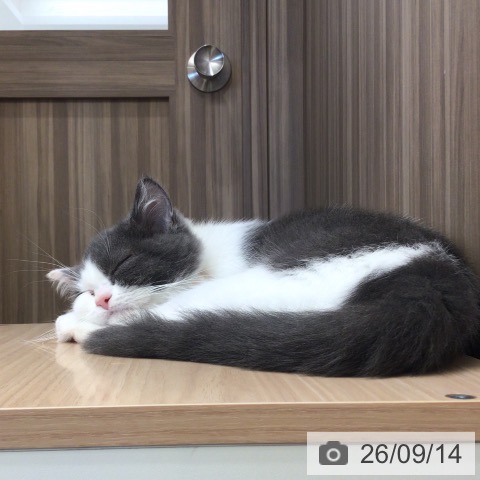 埼玉県のマンチカン (ペットプラス 八潮店/2026年5月30日生まれ/男の子/ブルーホワイト)の子猫の3枚目の画像