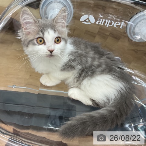 マンチカンの写真