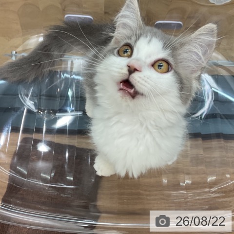 マンチカンの写真