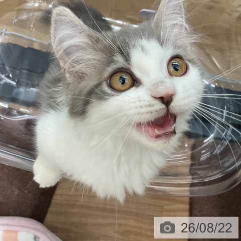 マンチカンの写真