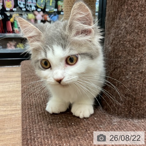 マンチカンの写真