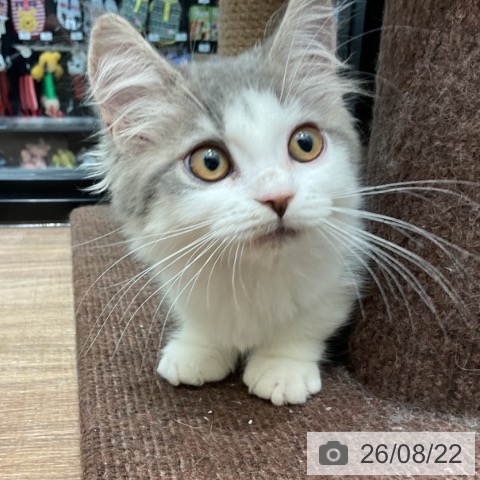 マンチカンの写真