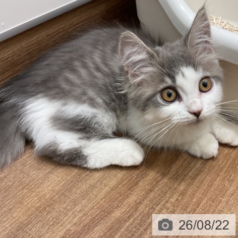 マンチカンの写真