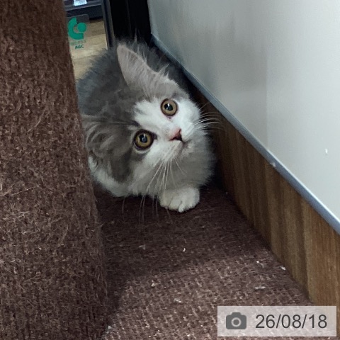 マンチカンの写真