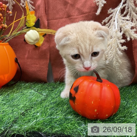 千葉県のスコティッシュフォールド (ペットプラス コトエ流山おおたかの森店/2026年6月12日生まれ/男の子/クリームタビー)の子猫の4枚目の画像
