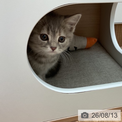 スコティッシュフォールドの写真
