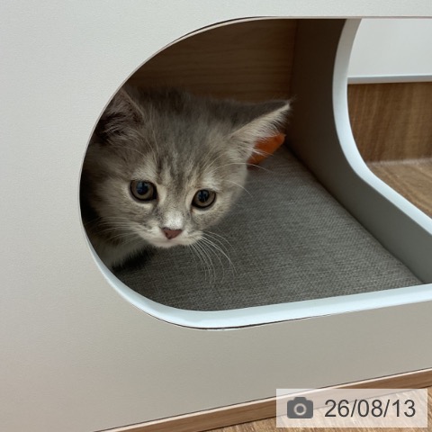 スコティッシュフォールドの写真