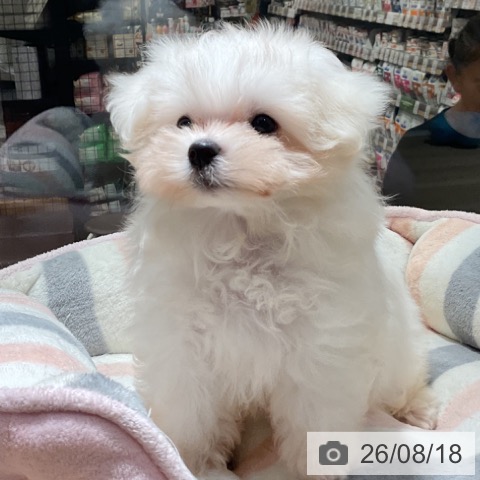 マルチーズの写真