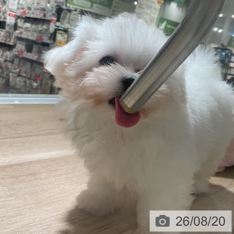 神奈川県のマルチーズ (ペットプラス 湘南平塚店/2026年6月11日生まれ/男の子/ホワイト)の子犬の3枚目の画像