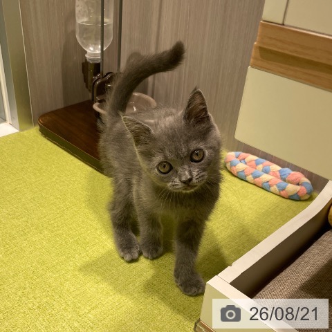 福岡県のブリティッシュショートヘアー (ペットプラス MARK IS 福岡ももち店/2026年6月8日生まれ/男の子/ブルー)の子猫の4枚目の画像