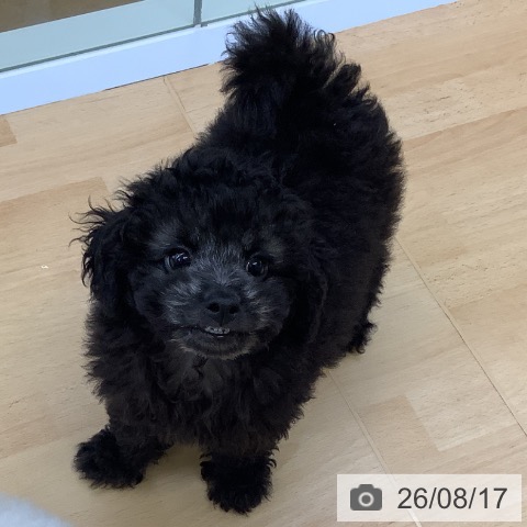 埼玉県のトイプードル(トイ) (ペットプラス 羽生店/2026年6月12日生まれ/男の子/シルバー)の子犬の4枚目の画像