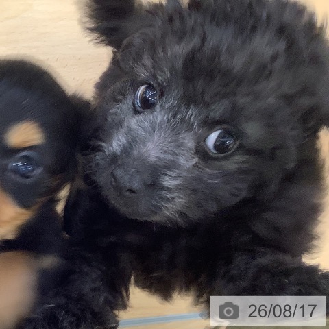 埼玉県のトイプードル(トイ) (ペットプラス 羽生店/2026年6月12日生まれ/男の子/シルバー)の子犬の4枚目の画像