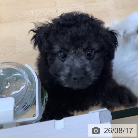 埼玉県のトイプードル(トイ) (ペットプラス 羽生店/2026年6月12日生まれ/男の子/シルバー)の子犬の3枚目の画像