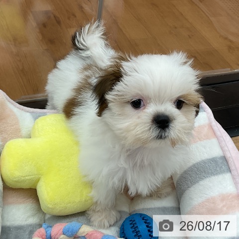 東京都のシーズー (ペッツワン 青梅インター店/2026年6月4日生まれ/女の子/ホワイトゴールド)の子犬の4枚目の画像