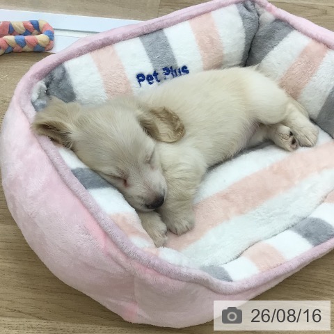 福島県のミニチュアダックスフンド(ロング) (ペットプラス 福島店/2026年6月13日生まれ/男の子/イエロー)の子犬の3枚目の画像