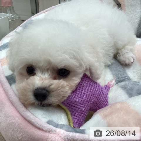 埼玉県のビションフリーゼ (ペットプラス 川口店/2026年6月13日生まれ/男の子/ホワイト)の子犬の3枚目の画像