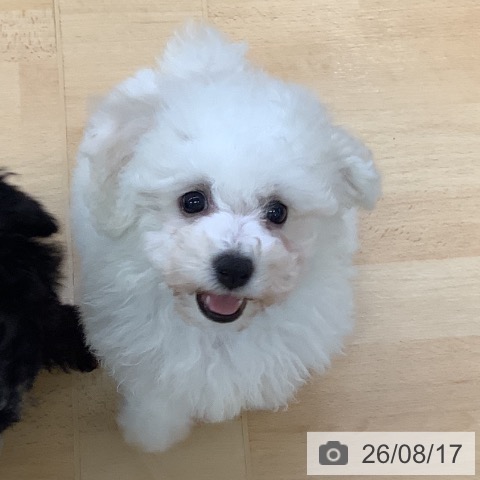 埼玉県のビションフリーゼ (ペットプラス 羽生店/2026年6月13日生まれ/女の子/ホワイト)の子犬の4枚目の画像