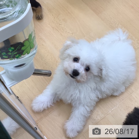埼玉県のビションフリーゼ (ペットプラス 羽生店/2026年6月13日生まれ/女の子/ホワイト)の子犬の3枚目の画像