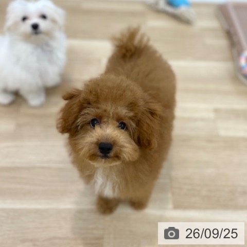 トイ・プードルの写真