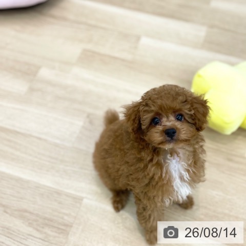 神奈川県のトイプードル(トイ) (ペットプラス 相模原並木店/2026年6月13日生まれ/男の子/レッド)の子犬の4枚目の画像