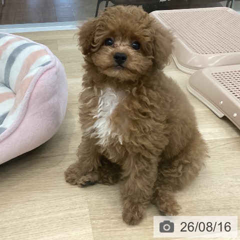 神奈川県のトイプードル(トイ) (ペットプラス 相模原並木店/2026年6月13日生まれ/男の子/レッド)の子犬の4枚目の画像