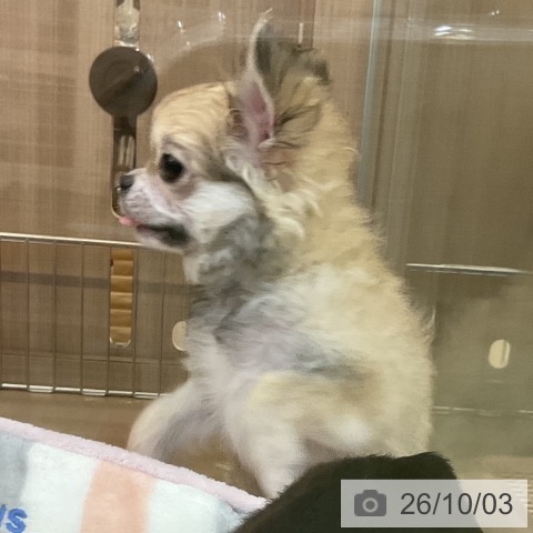 神奈川県のチワワ(ロング) (ペッツワン 横須賀久里浜店/2026年6月13日生まれ/男の子/フォーンホワイト)の子犬の4枚目の画像