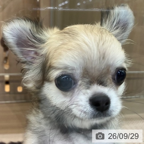 チワワの写真