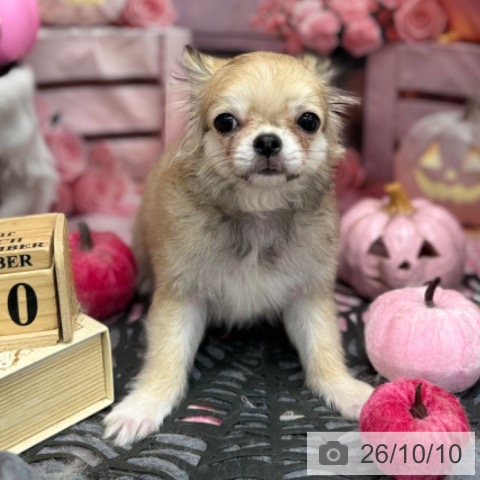 神奈川県のチワワ(ロング) (ペッツワン 横須賀久里浜店/2026年6月13日生まれ/男の子/フォーンホワイト)の子犬の3枚目の画像