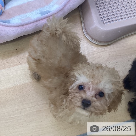 埼玉県のトイプードル(トイ) (ペットプラス 羽生店/2026年6月6日生まれ/男の子/アプリコット)の子犬の3枚目の画像
