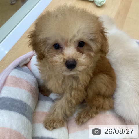 埼玉県のトイプードル(トイ) (ペットプラス 羽生店/2026年6月6日生まれ/男の子/アプリコット)の子犬の4枚目の画像