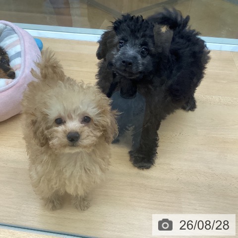 埼玉県のトイプードル(トイ) (ペットプラス 羽生店/2026年6月6日生まれ/男の子/アプリコット)の子犬の3枚目の画像